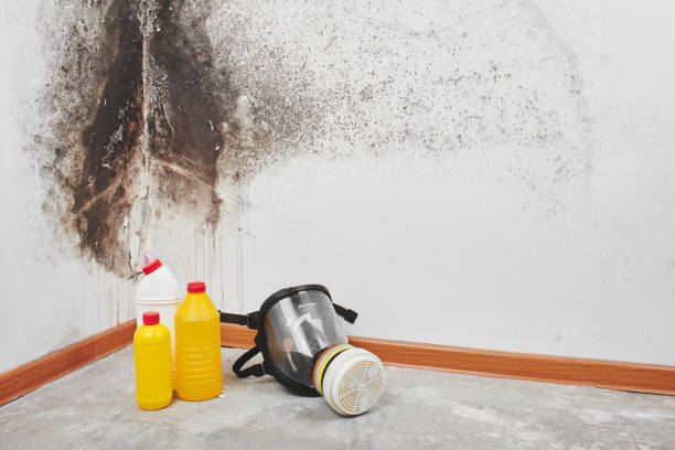 Best Basement Mold Removal  in Midland, PA